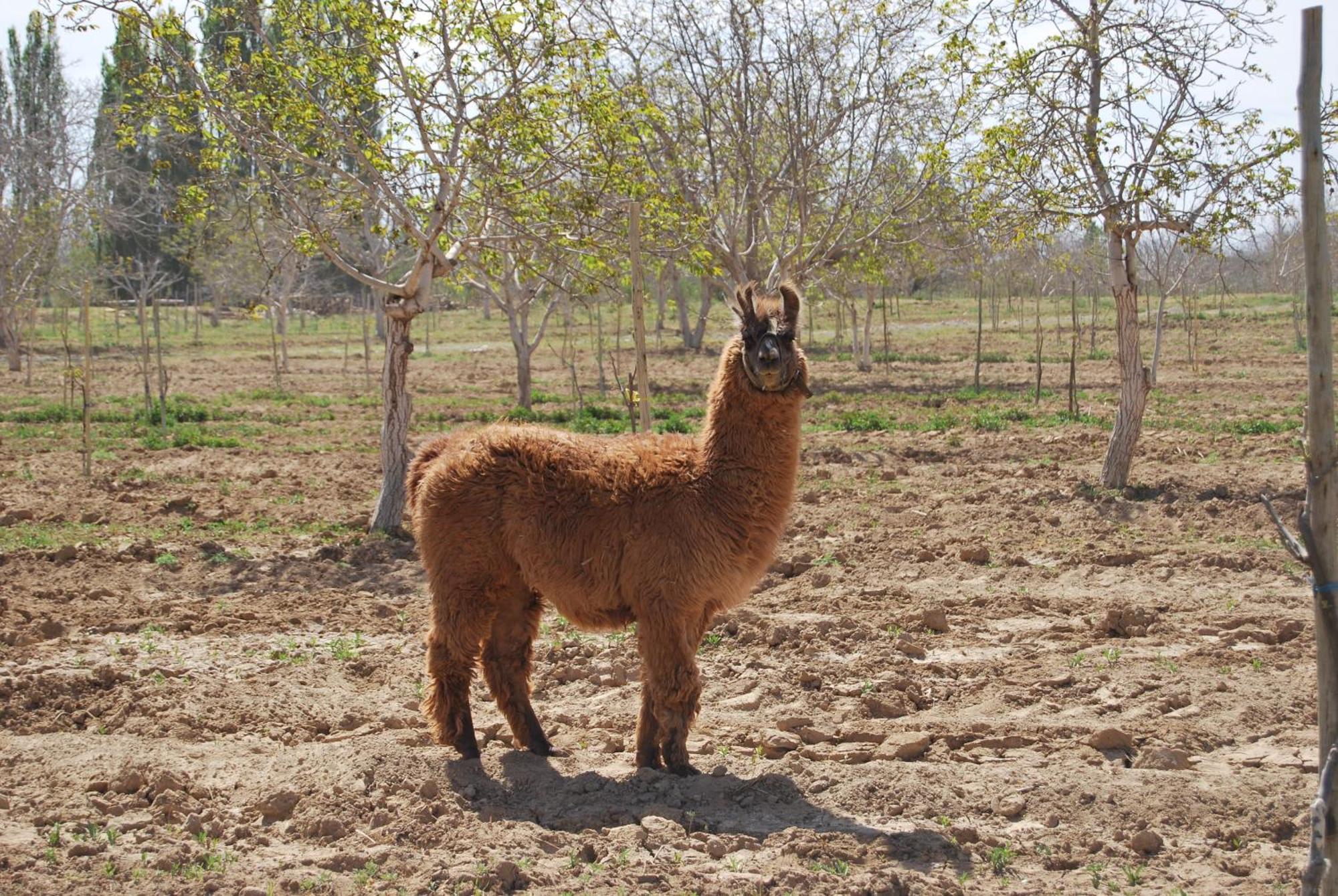Finca Huayrapuca Famatina エクステリア 写真